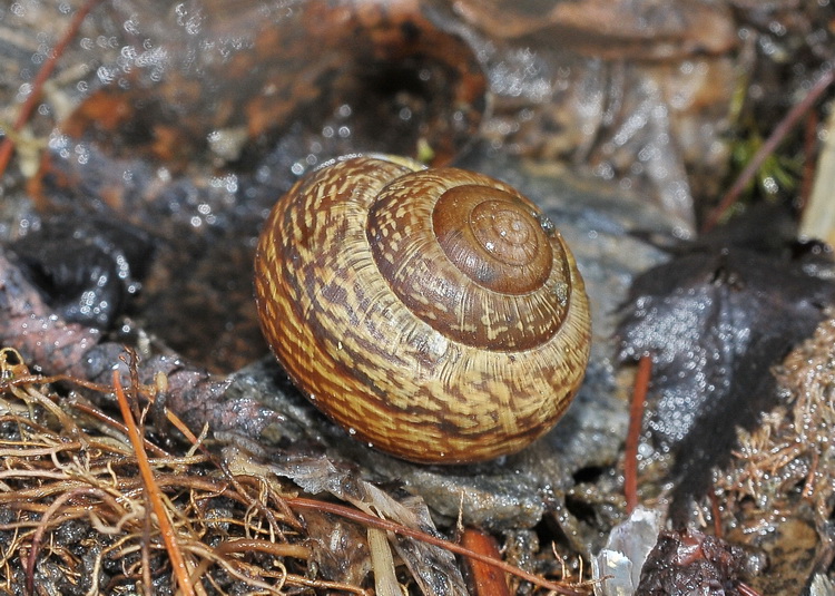 Gasteropode della Val Varaita - CN